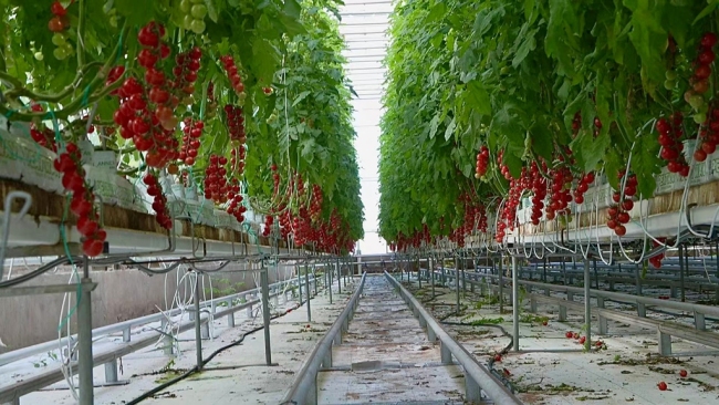 陕西神木：特色农产业激活乡村振兴新功