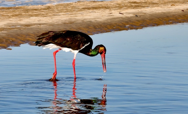 昔日“过客” 今朝“居民”——“鸟中大熊猫”黑鹳安居榆林