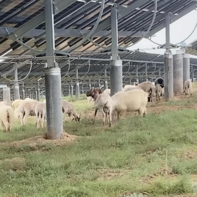 放羊的草原被光伏公司占用，14户牧民起诉自然资源局，胜诉近一年仍未执行，法院回应