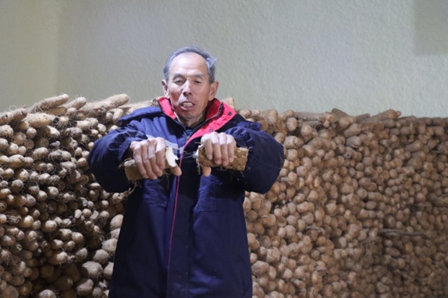 佳县山药采收忙 产业铺就致富路