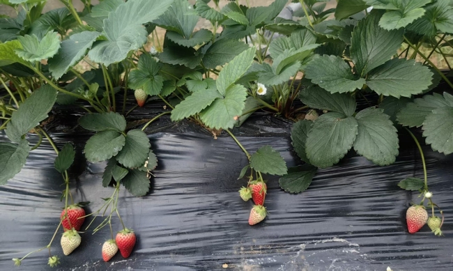 陕西靖边:冬草莓抢“鲜”上市