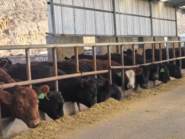 陕西神木:特色养殖激活乡村振兴新动能