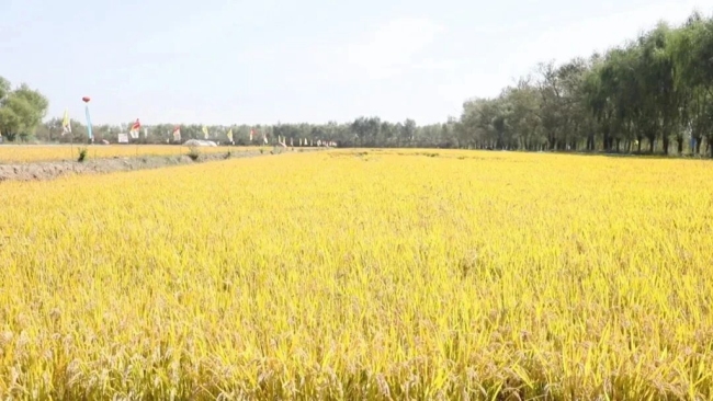 榆林市榆阳区：盐碱地里稻花香