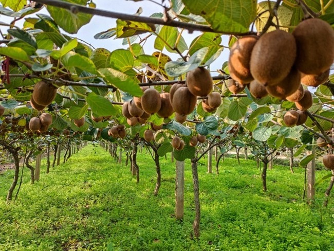 眉县猕猴桃的幸福守望:聚“果”成链以果兴农