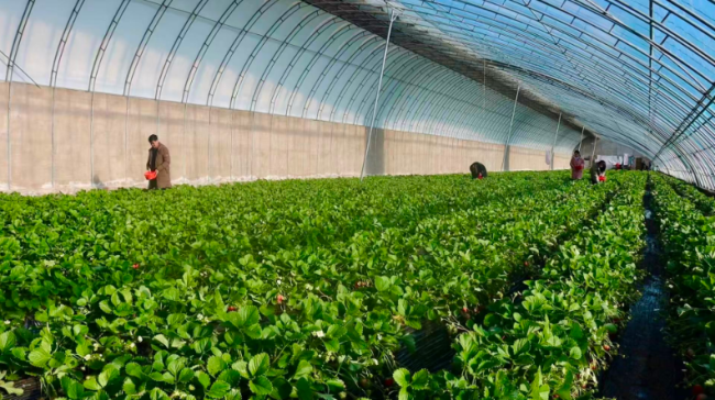 神木市西沙街道：产业强基绘新景 环境提质惠民生