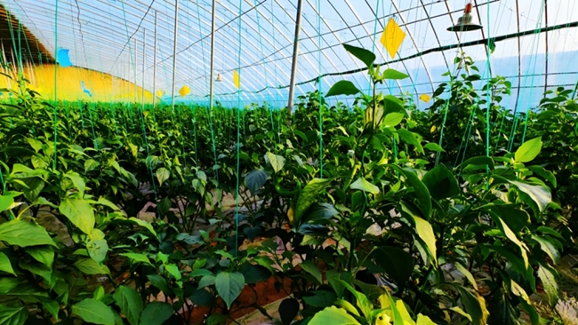 “一水两用、一棚双收” 府谷循环农业激活乡村振兴“一池春水”