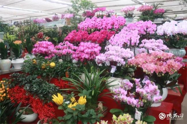 西安市碑林区：黄马蹄莲“马”上迎春 花香年味浓