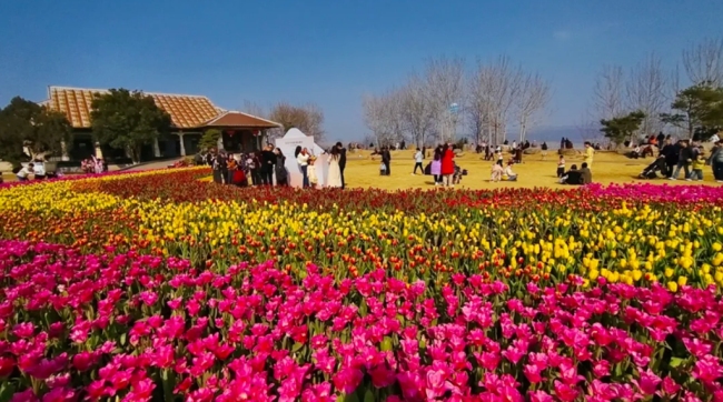 快来！20万株郁金香惊艳绽放中国唐苑