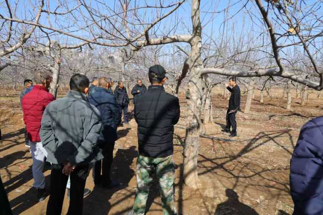 宜君:农技专家“送技入田”护航苹果产业春耕提质增效