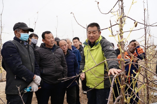 陕西佳县：农技“出诊”送良方 激活山地苹果产业发展新动能