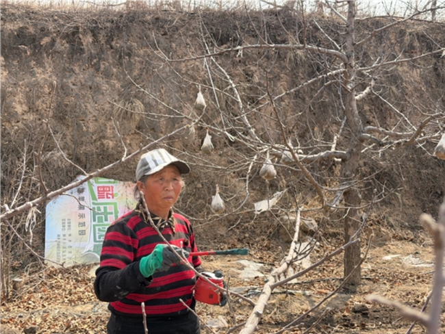 陕西神木：抢抓农时修剪忙 科学管护助增收