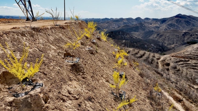 清涧县李家塔镇:特色产业走出黄土高原振兴新路子