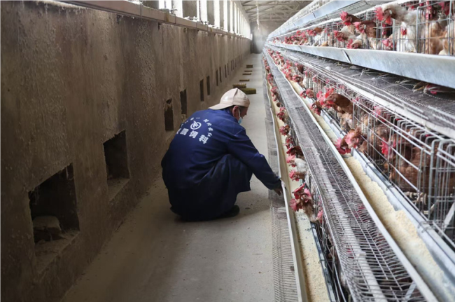 陕西神木：家庭养殖场“小阵地” 撑起增收“大梦想”