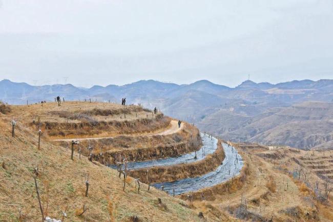 陕西清涧聚力构建中药材种植、加工、销售全产业链条