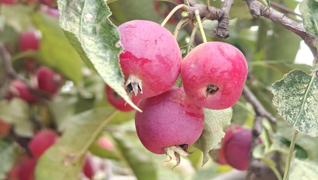 陕西府谷：地标海红果惠及农户 劳务品牌助力乡村振兴