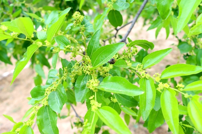陕西佳县:小枣花撬动佳县“双甜”经济