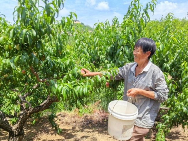 佳县向娃果园:庭院经济铺就乡村振兴路