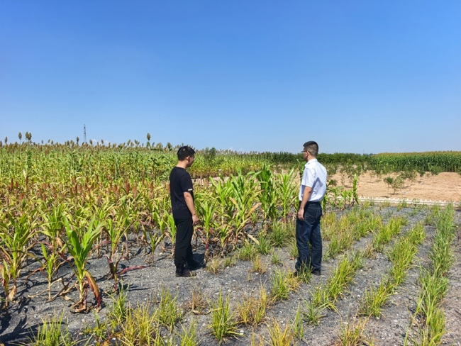 煤矸石“变废为土” 大柳塔试验田解锁矿区固废利用新模式