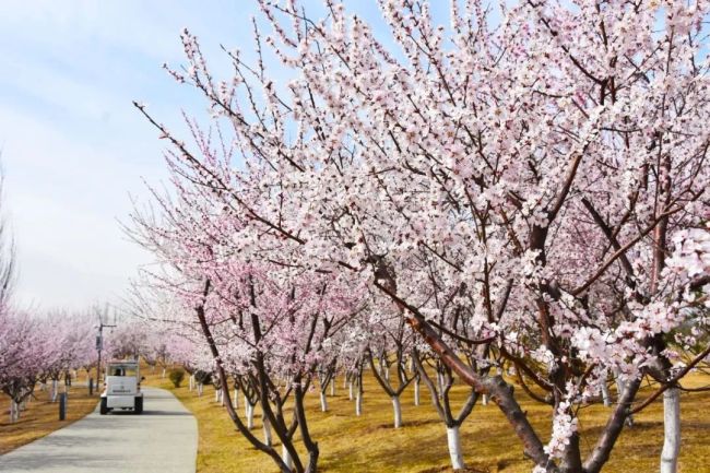 晋阳湖公园桃花图片