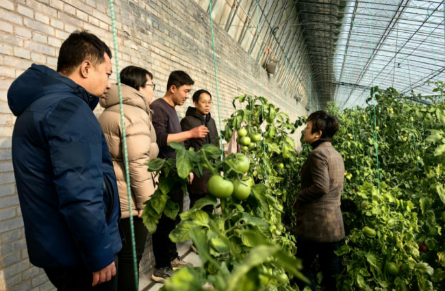 厅种植业管理处会同省植保中心赴我市开展冬季蔬菜安全用药调研导工作