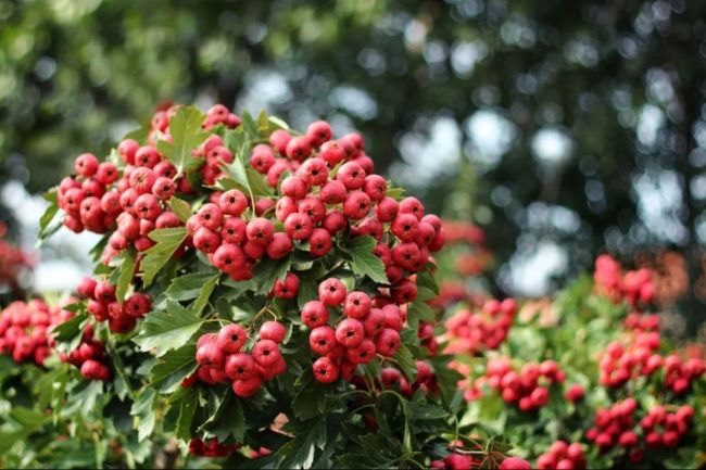 Zezhou Hawthorn: The Path to Rural Revitalization in the Fragrance of Red Berries