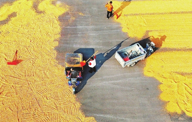 万荣县高村镇闫景村村民正在晾晒玉米