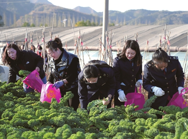 助农采摘践初心 巾帼拾趣话丰收