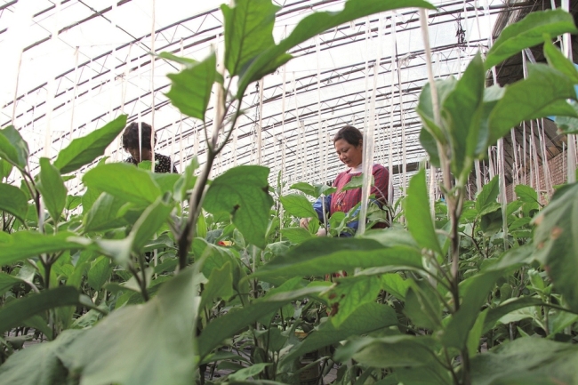 阳城县全力落实“菜篮子”工程各项措施