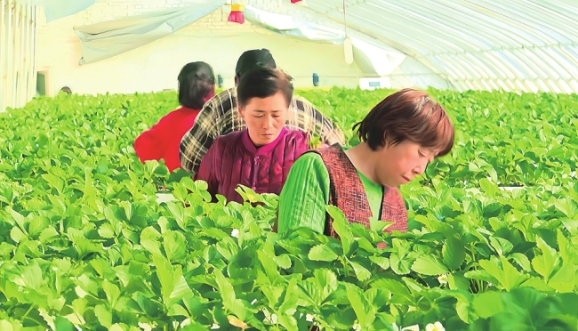 “绿”动沃野 向优而行