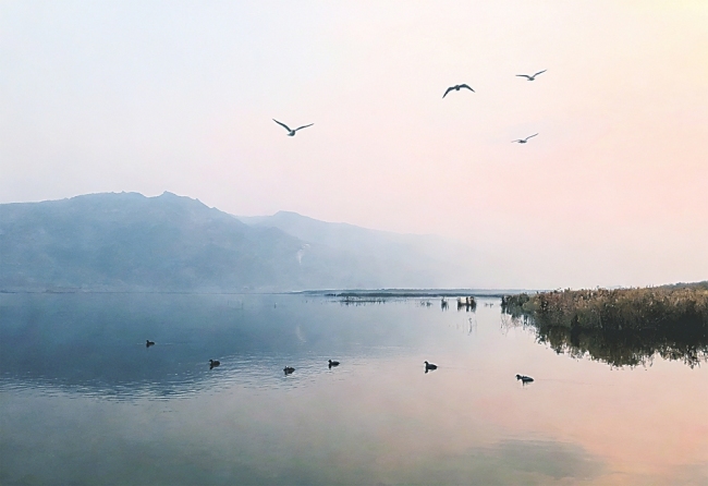 永济湿地迎2万余只越冬水鸟