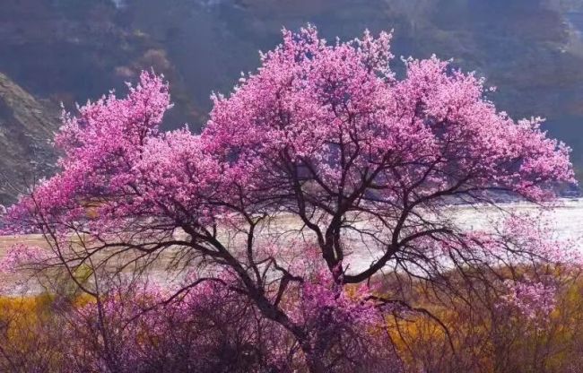 Spring Rambles in Shanxi: Linfen