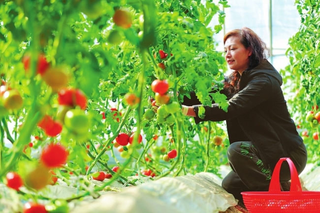 农户采摘普罗旺斯西红柿