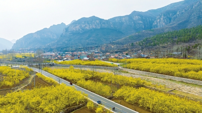 春日来信 花事正当时
