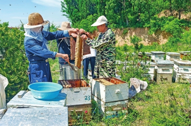 垣曲县东山村蜂农正在蜂场摇蜜