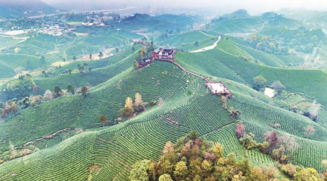 万亩茶园 层峦叠嶂