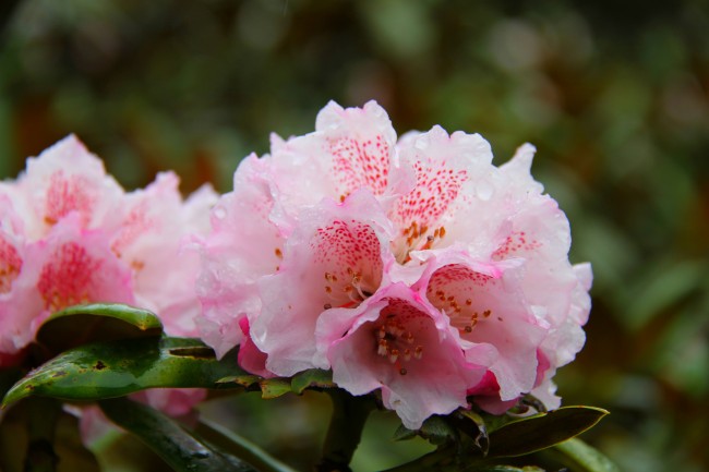 香格里拉杜鹃季:迪庆州推出5条赏杜鹃花线路