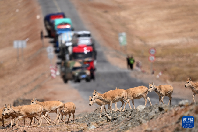 可可西里藏羚羊进入迁徙产仔高峰期