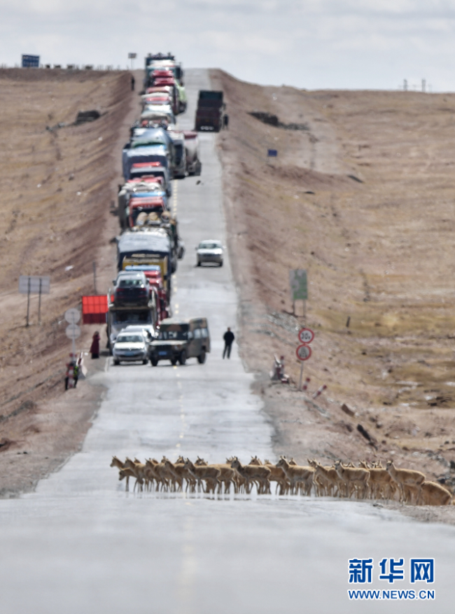 藏羚羊“过马路”，车辆请注意！