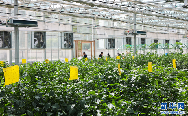 千里山湖情,格桑花更艳