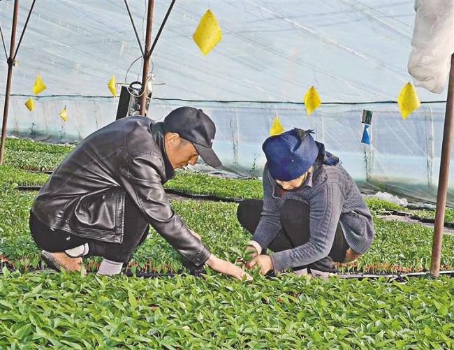 西藏：学技术 强本领