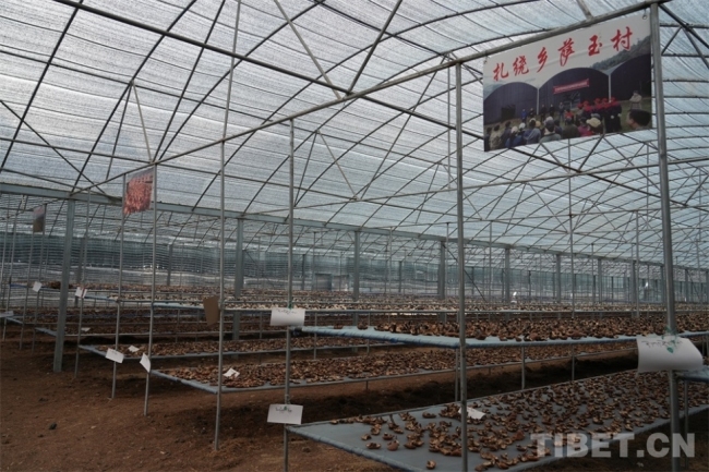 高原沃土育新机：一株白肉灵芝里的财富密码