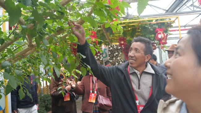 西藏林芝波密县基层干部参观世界花卉大观园组培温室