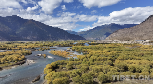 连续九年排名第一,林芝是怎么做到的?