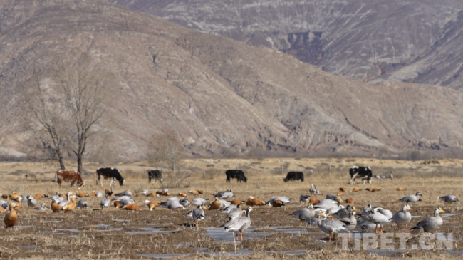 西藏南木林：黑颈鹤如期赴约 22年保护实现种群增长
