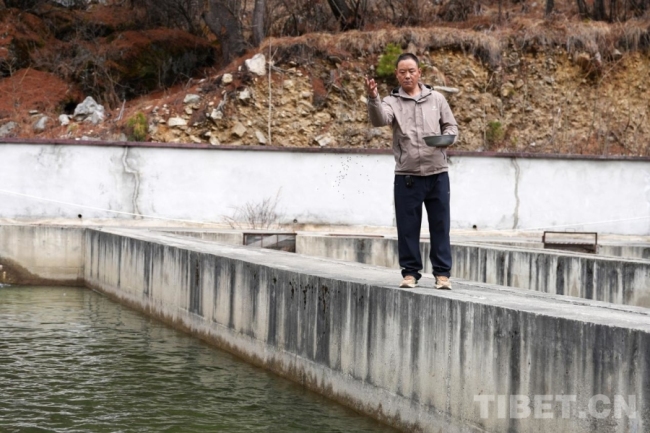 边陲重镇亚东县：特色养殖赋能兴边富民