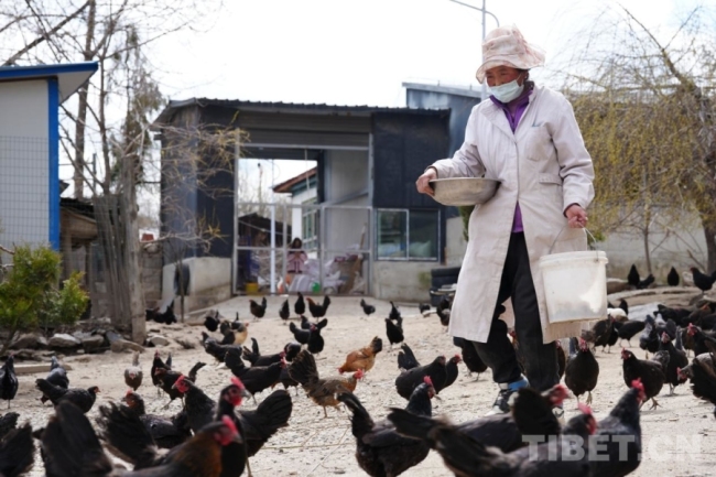 边陲重镇亚东县：特色养殖赋能兴边富民