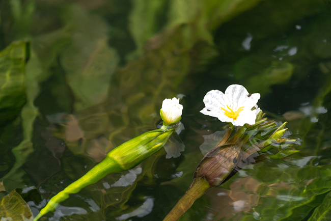 观云台|珍稀植物这样化身城市餐桌食物