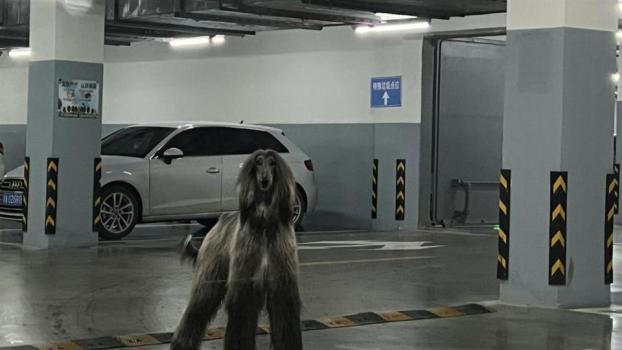 女子在小区车库遇1米多高阿富汗猎犬 属禁养烈性犬