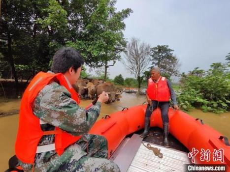 暴雨致村庄道路被淹 十多头牛获救 紧急救援保民生