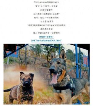 云南一警犬连续4周被基地“通报” 幺幺零的特殊技能